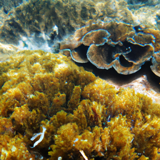 5. תמונה של שונית האלמוגים התוססת המקיפה את קו לארן